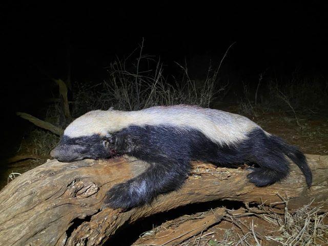 Leopard Hunting in Namibia & Brown Hyena Cancelation Hunt