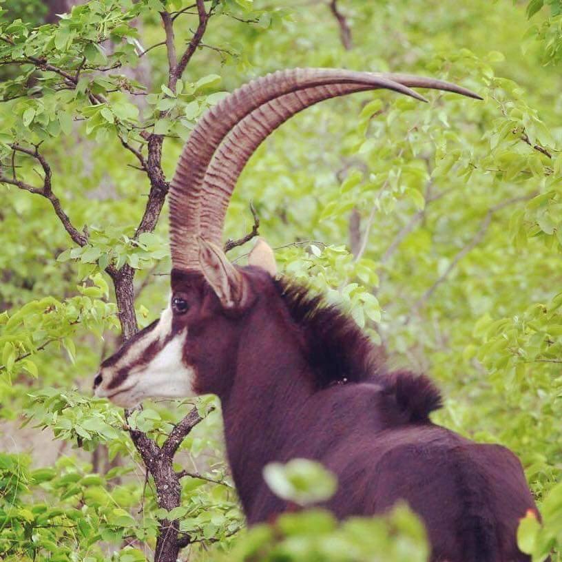 Leopard Hunting in Namibia & Brown Hyena Cancelation Hunt