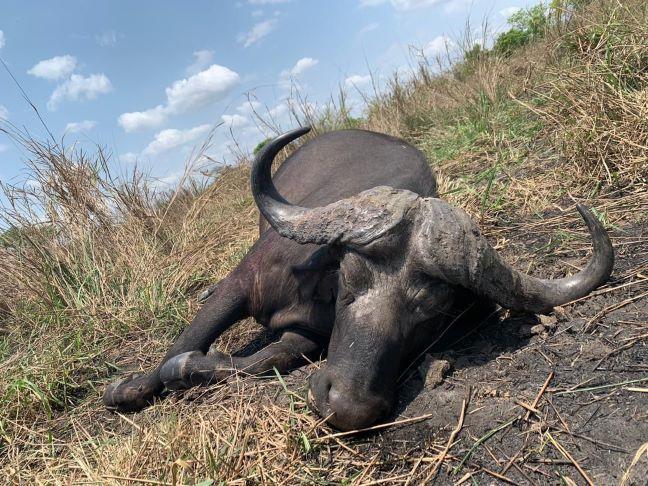 Leopard Hunting in Namibia & Brown Hyena Cancelation Hunt