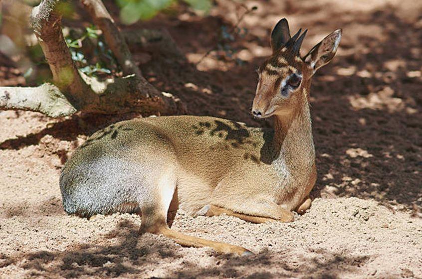 Leopard Hunting in Namibia & Brown Hyena Cancelation Hunt