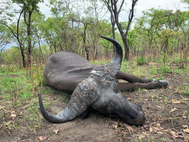  7 Day Cape Buffalo Hunt, Tanzania Trophy Impala Included