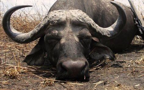 Leopard Hunting in Namibia & Brown Hyena Cancelation Hunt