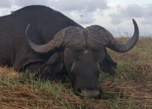 Leopard Hunting in Namibia & Brown Hyena Cancelation Hunt