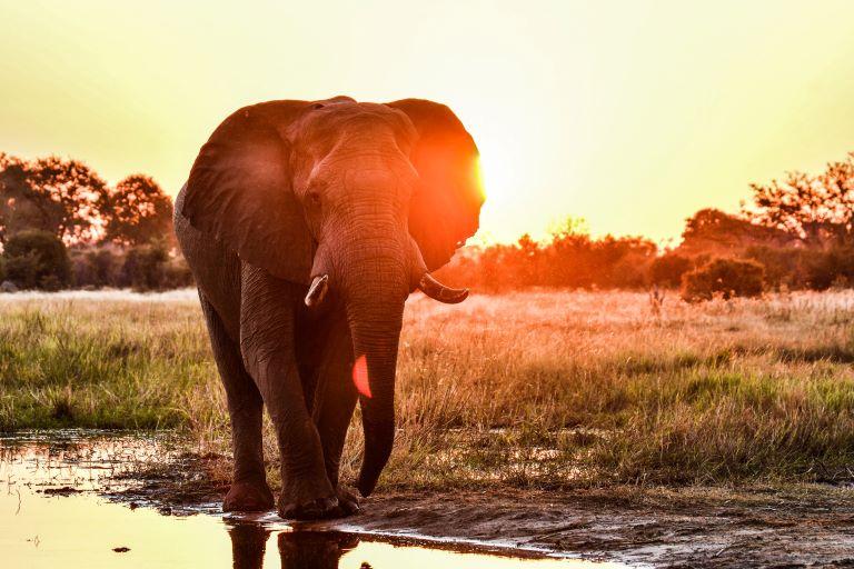 Leopard Hunting in Namibia & Brown Hyena Cancelation Hunt