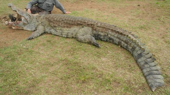 Leopard Hunting in Namibia & Brown Hyena Cancelation Hunt