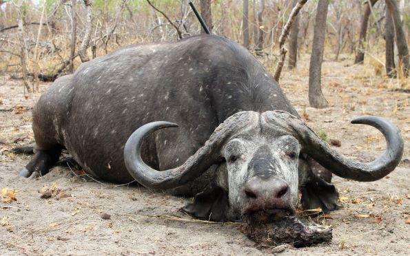 Cape Buffalo Hunting Safari 7 x Days in the Caprivi