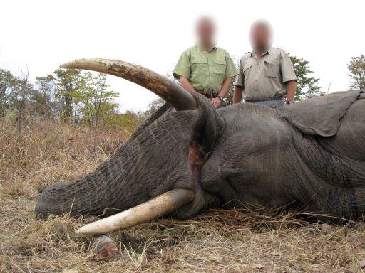 Elephant hunting in Zimbabwe 14 x Days in Matetsi Unit 2