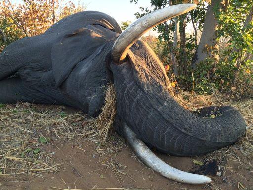 Leopard Hunting in Namibia & Brown Hyena Cancelation Hunt