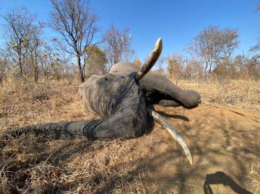 Leopard Hunting in Namibia & Brown Hyena Cancelation Hunt