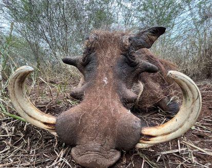 Leopard Hunting in Namibia & Brown Hyena Cancelation Hunt