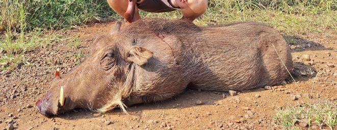 Leopard Hunting in Namibia & Brown Hyena Cancelation Hunt