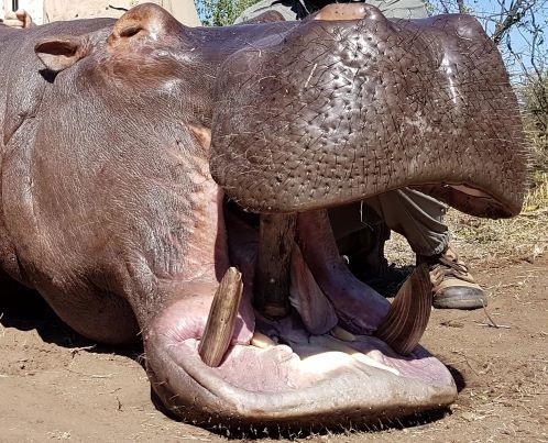 Leopard Hunting in Namibia & Brown Hyena Cancelation Hunt