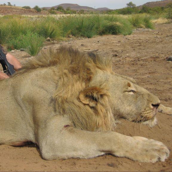 Leopard Hunting in Namibia & Brown Hyena Cancelation Hunt