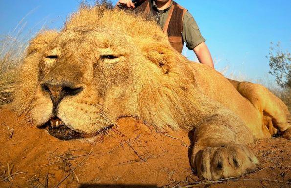 Big Game Hunting in Zambia, Exportable Lion in Nkala GMA