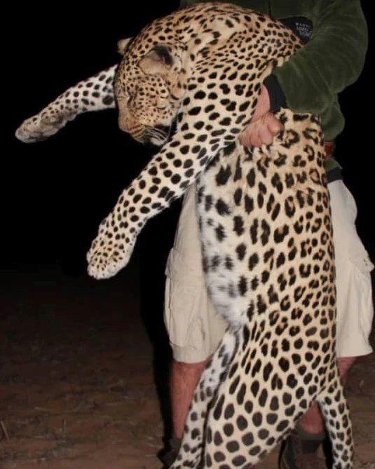 Zambia Hunting Safari, Trophy Leopard in Nkala GMA