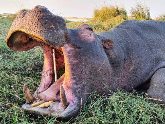 Leopard Hunting in Namibia & Brown Hyena Cancelation Hunt