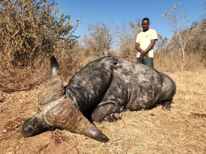 Leopard Hunting in Namibia & Brown Hyena Cancelation Hunt