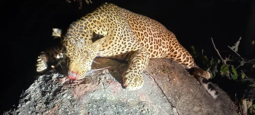 Leopard Hunting in Namibia & Brown Hyena Cancelation Hunt