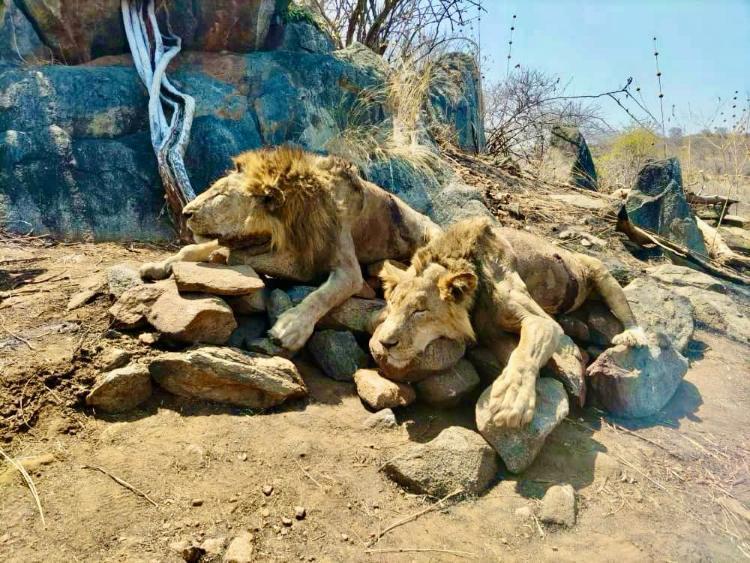 Leopard Hunting in Namibia & Brown Hyena Cancelation Hunt