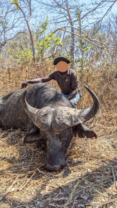 Hunt Cape Buffalo & Plains Game Lunda GCA  Tanzania