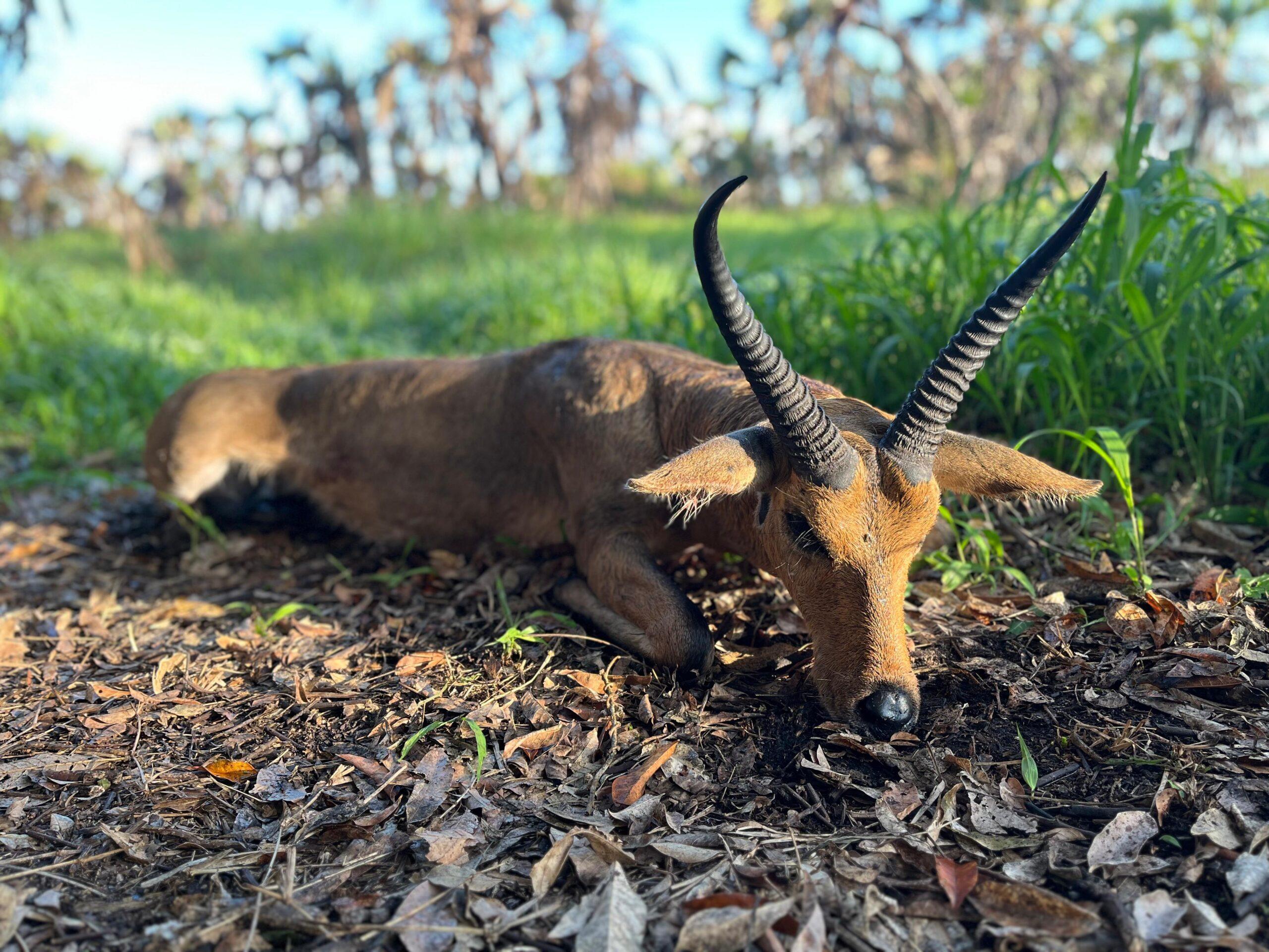 Leopard Hunting in Namibia & Brown Hyena Cancelation Hunt