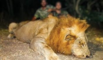 Leopard Hunting in Namibia & Brown Hyena Cancelation Hunt