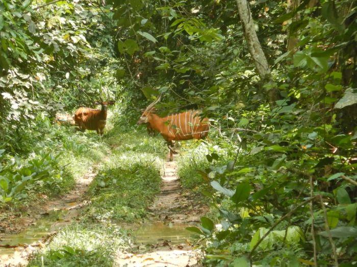 Leopard Hunting in Namibia & Brown Hyena Cancelation Hunt
