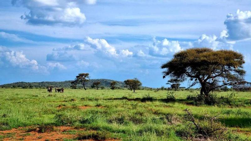 Leopard Hunting in Namibia & Brown Hyena Cancelation Hunt