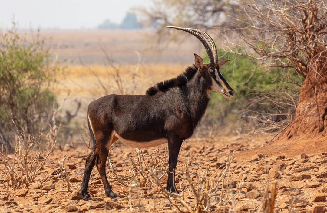 6-Day Roan & Sable Hunting in South Africa