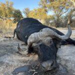Trophy Cape Buffalo Hunting Safari in Namibia 5 Days Caprivi
