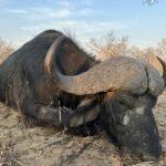 Leopard Hunting in Namibia & Brown Hyena Cancelation Hunt