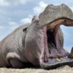 Trophy Hippo Hunting Trip in Namibia 7 x Days in Caprivi