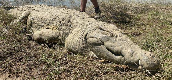 Crocodile Hunting, Caprivi in Namibia 7 x Days Hunting Giants