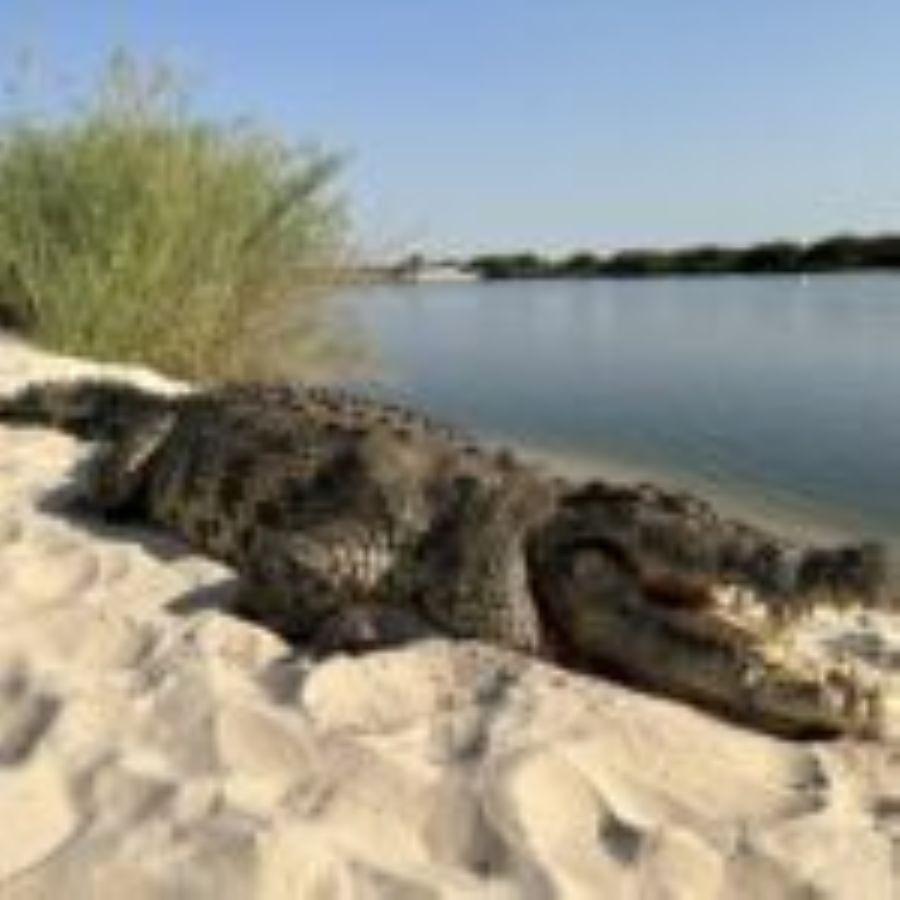 Leopard Hunting in Namibia & Brown Hyena Cancelation Hunt