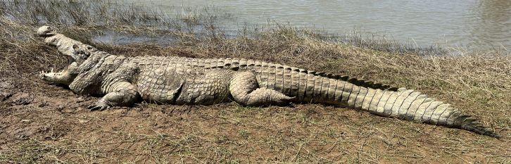 Leopard Hunting in Namibia & Brown Hyena Cancelation Hunt