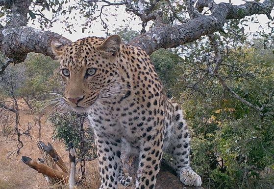 Leopard Hunting in Namibia & Brown Hyena Cancelation Hunt