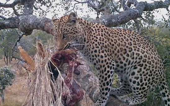 Leopard Hunting in Namibia & Brown Hyena Cancelation Hunt