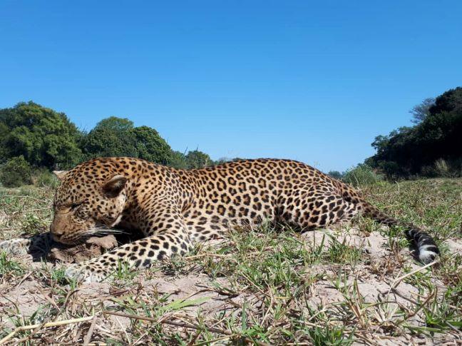 Zambia Hunting Safari, big Leopards & Buffalo in Rufunsa