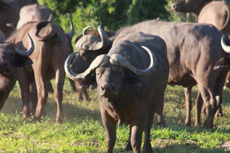 Leopard Hunting in Namibia & Brown Hyena Cancelation Hunt