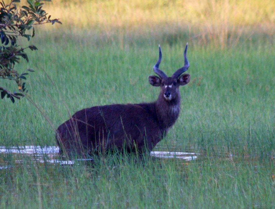 Hunt Zambia Trophy Sitatunga & Plains Game in Tondwa