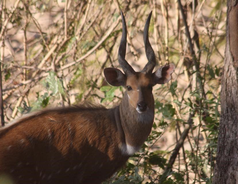 Leopard Hunting in Namibia & Brown Hyena Cancelation Hunt