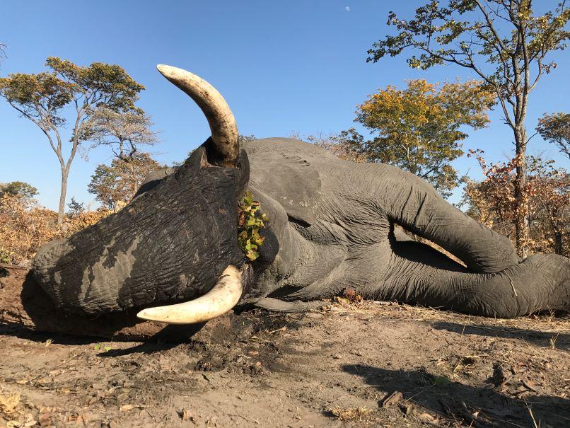 Leopard Hunting in Namibia & Brown Hyena Cancelation Hunt