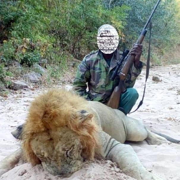 Zimbabwe Hunting Safari, hunt wild Lion in Matetsi ECA
