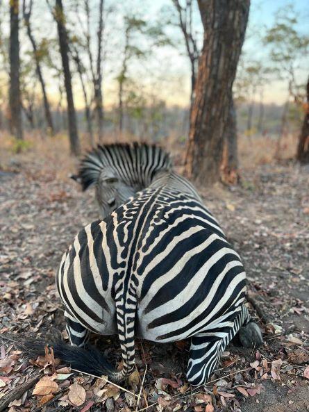 Cape Buffalo Hunting in Zimbabwe incl Impala, Zebra & Baboon