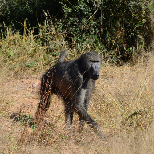 Leopard Hunting in Namibia & Brown Hyena Cancelation Hunt