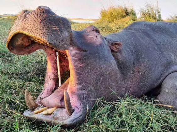 Hippo hunting and Plains Game Safari in Save Valley