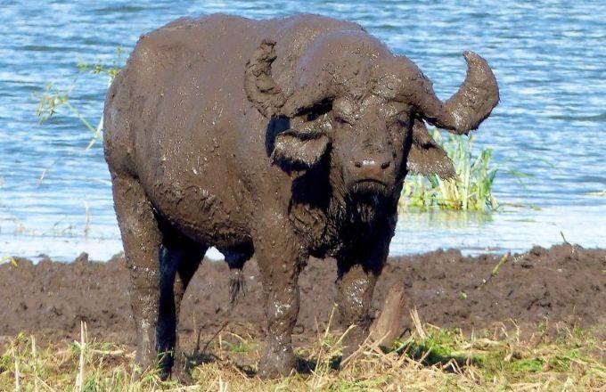 Leopard Hunting in Namibia & Brown Hyena Cancelation Hunt