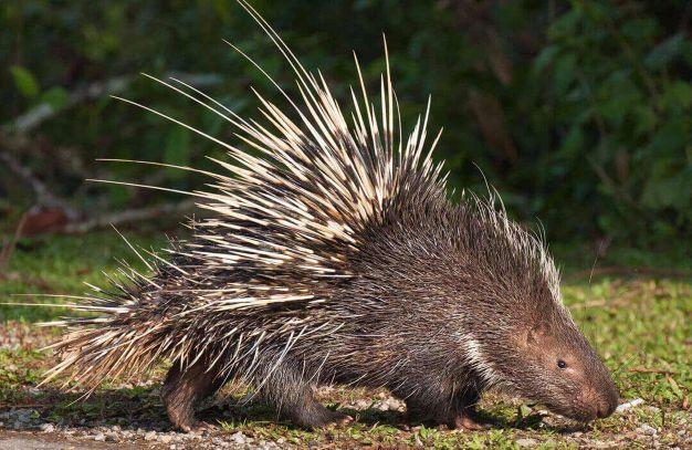 Leopard Hunting in Namibia & Brown Hyena Cancelation Hunt