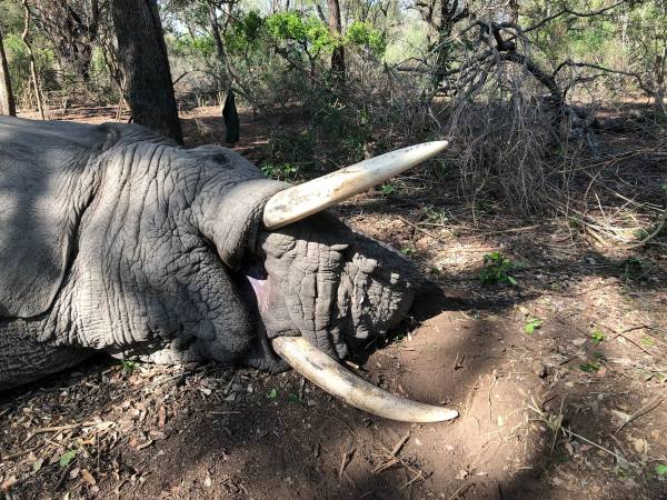 Elephant Hunting, Hyena and Night Critters in Zimbabwe