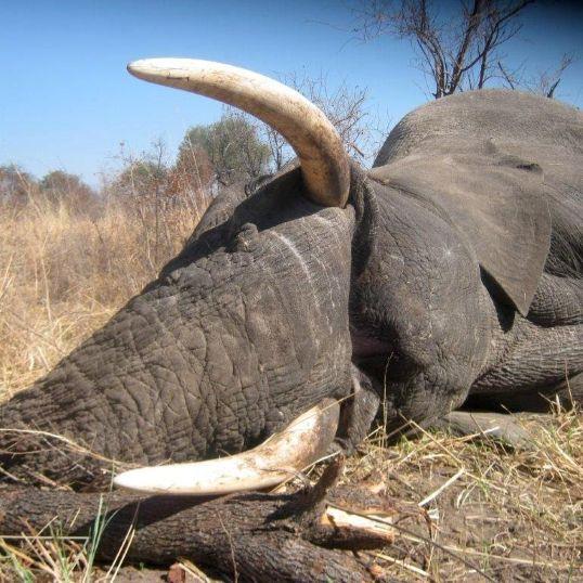 Leopard Hunting in Namibia & Brown Hyena Cancelation Hunt